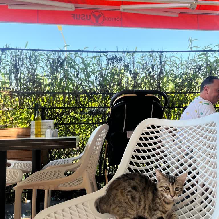 Masalarda Denetimsiz Kediler, Evcil Köpeğe Giriş Reddedildi
