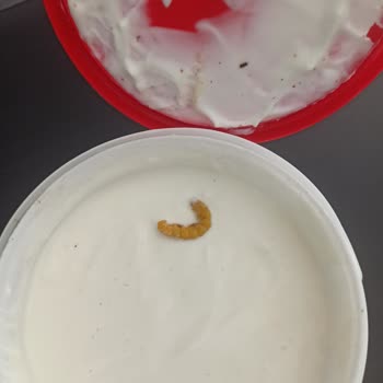 A101 Birşah Yoğurtta Larva Görüldü Çocuk Sağlık Riski
