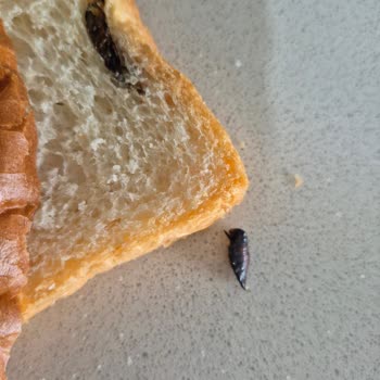 Rize Fındıklı'da Şok Market'ten Alınan Tamköy Tost Ekmeğinde Böcek Bulundu