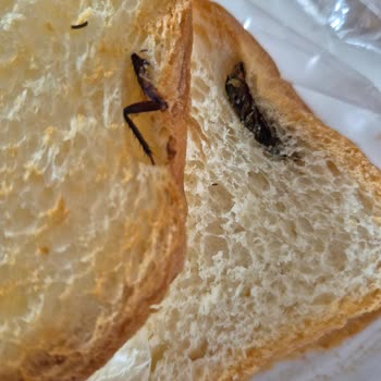 Rize Fındıklı'da Şok Market'ten Alınan Tamköy Tost Ekmeğinde Böcek Bulundu