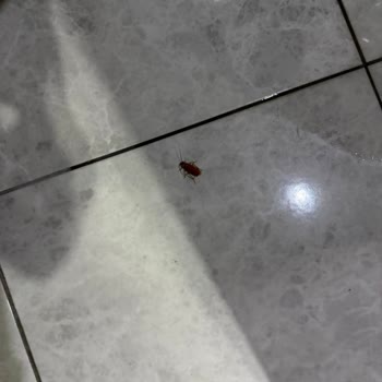Hijyen Ve Temizlik Sorunları Nedeniyle Tam İade Talebi