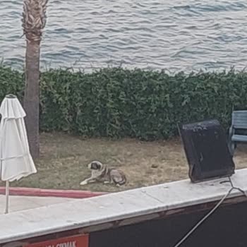 Cunda Oteli'nde Hijyen Eksikliği Ve Başıboş Hayvanlar