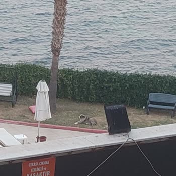 Cunda Oteli'nde Hijyen Eksikliği Ve Başıboş Hayvanlar