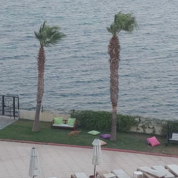 Cunda Oteli'nde Hijyen Eksikliği Ve Başıboş Hayvanlar
