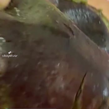 Gimsa Avokadolar Bozuk Ve İğrenç Kokuyor