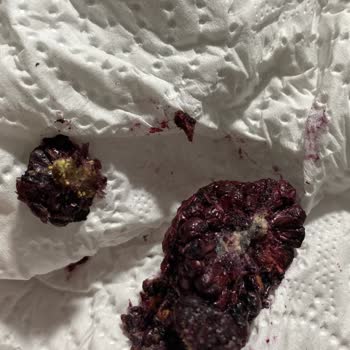Yayla Böğürtlen Ürününde Küflü Parça Ve Sağlık Riski