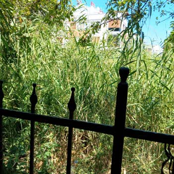 Belediye İhmali Nedeniyle Ot Ve Kamışlarla Kaplı Arsa Yangın Ve Haşere Tehdidi Oluşturuyor