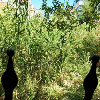 Belediye İhmali Nedeniyle Ot Ve Kamışlarla Kaplı Arsa Yangın Ve Haşere Tehdidi Oluşturuyor