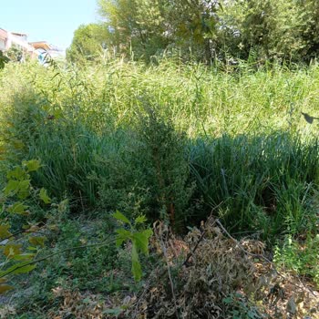 Belediye İhmali Nedeniyle Ot Ve Kamışlarla Kaplı Arsa Yangın Ve Haşere Tehdidi Oluşturuyor