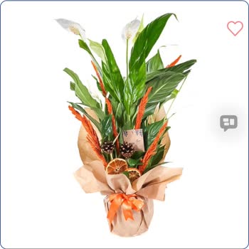 Taze Çiçek’ten Gelen Barış Çiçeği Aranjmanının Görselle Uyuşmayan Solgun Ve Özensiz Durumu