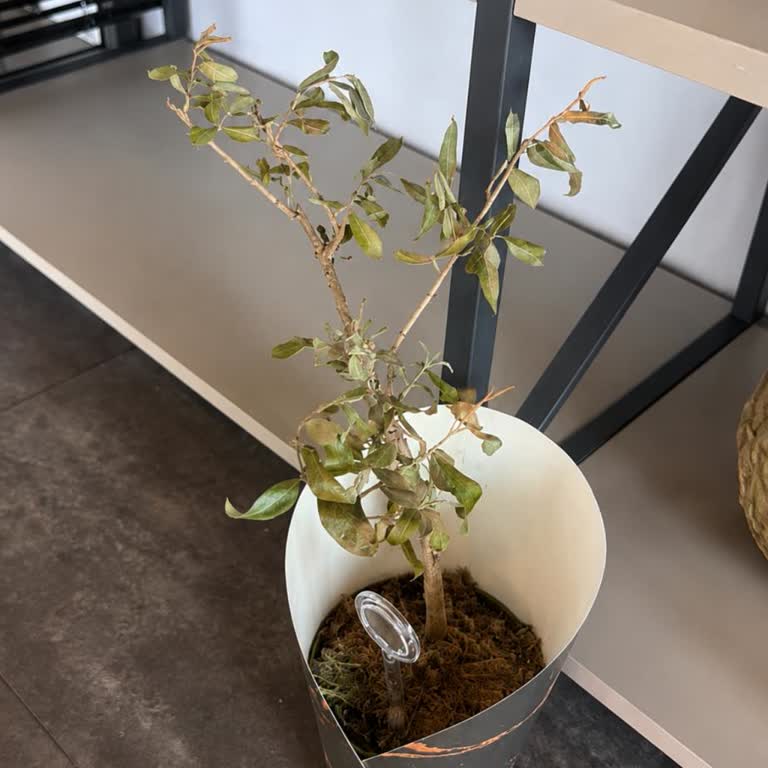 Çiçek Sepeti Kurumuş Zeytin Bonsai Ağacı İçin Değişim Ve İade Talebi
