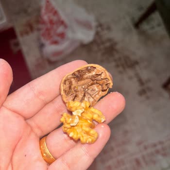 Nohut Ve Cevizde Böceklenme: Kalite Kontrolü Yetersiz