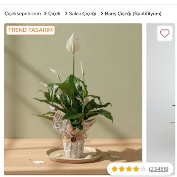 Çiçek Sepeti Sipariş Edilen Barış Çiçeği Görseliyle Uyuşmayan Özensiz Çiçek Teslimatı