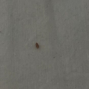 Rayon Apart Otel’in 201 Numaralı Odasında Böcekli Hijyen Krizi