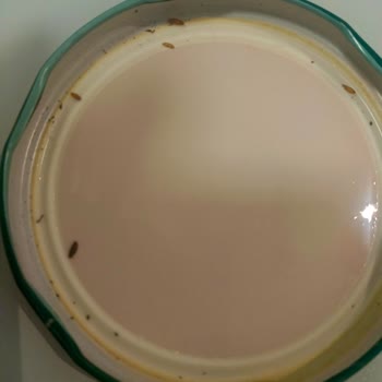 Tat Konserve Turşusunda Hijyen Sorunu Kapağın İçinde Ölmüş Böcekler