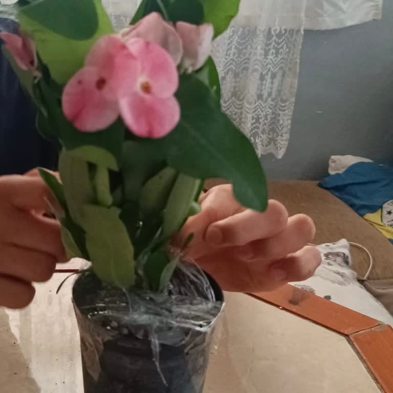 Turuncu Renk Siparişi İçin Yanlış Pembe Gönderim Ve Ücretsiz İade İsteği