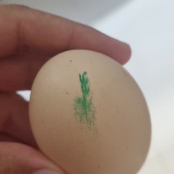 Tazedirekt'ten Aldığım Bayat Yumurtalar İçin Yetersiz Telafi
