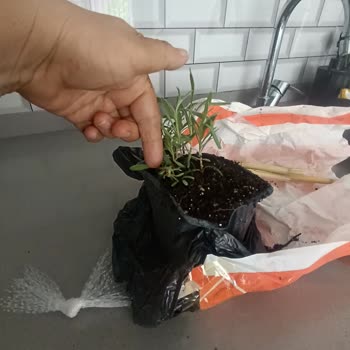 İlanla Uyuşmayan Küçük Ve Kokusuz Lavanta Çiçeği Gönderildi