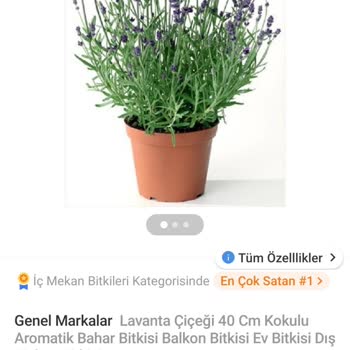 İlanla Uyuşmayan Küçük Ve Kokusuz Lavanta Çiçeği Gönderildi