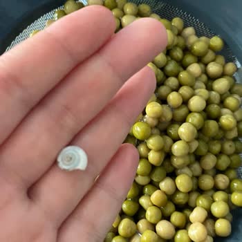 Yurdum Konservesinde Salyangoz Kabuğu Bulunması Gıda Güvenliğini Tehdit Ediyor