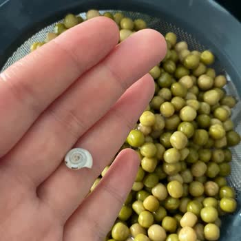Yurdum Konservesinde Salyangoz Kabuğu Bulunması Gıda Güvenliğini Tehdit Ediyor