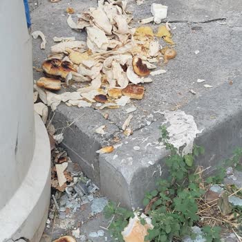 Pendik Belediyesi Çöp Konteyneri Temizlenmediği İçin Sağlık Riski Ve Koku Şikayeti