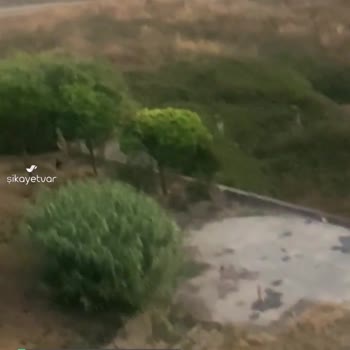 Esenyurt'ta Sabaha Kadar Havlayan Uyutmayan Köpekler Acil Yardım!