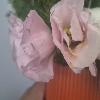 Çiçek Sepeti'nden Görseliyle Uyuşmayan Çiçek Gönderimi