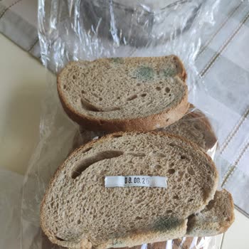 Küflü Ekmeğin Gelişi, Sağlık Riski Ve İade Reddi