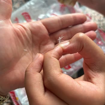 Lezita Dondurulmuş Piliç Burger Köfte Ürünün İçinde Tüy Benzeri Beyaz Lifli Cisim