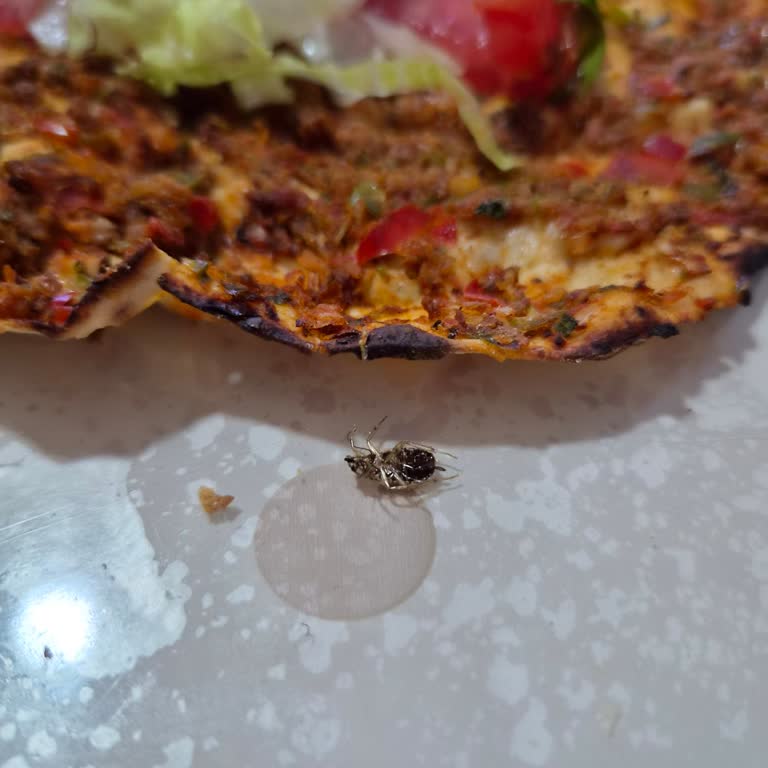 Trendyol'dan Gelen Lahmacunda Ölü Böcek Bulundu Geri Ödeme Talebi