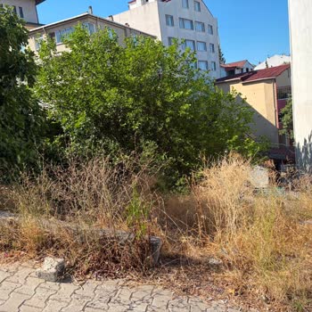 İnönü Mahallesi Yıkım Kalıntılarının Kaldırılmaması Ve Sürekli Fare Sorunu