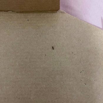 Soğuk Pizza, Yanmış Patates Ve Karınca: Yanlış İçecek Ve Ödeme Sorunu
