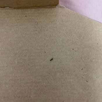 Soğuk Pizza, Yanmış Patates Ve Karınca: Yanlış İçecek Ve Ödeme Sorunu