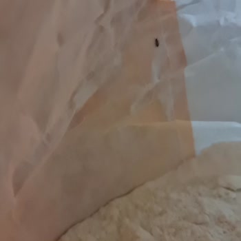Carrefour Un Paketi İçinde Böcek Tespiti