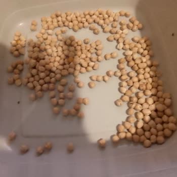 Böceklenmiş Nohut Paketi Üzerinde Gıda Güvenliği İhlali