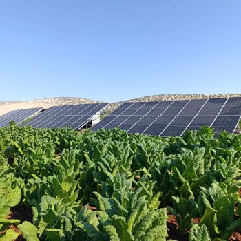 Sapmazsan Solar Enerji İlgisiz Ve Özensiz Davranılması Beni Mağdur Etti