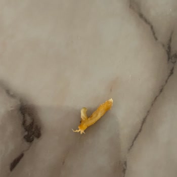 Parmak Patates İçinde Kurt: Gıda Güvenliği İhlali Ve İade Talebi