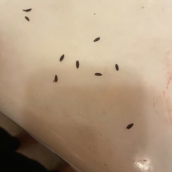 Tat Domates Salçasını Açar Açmaz Kavanozun İçinin Komple Böcek Dolu Olması