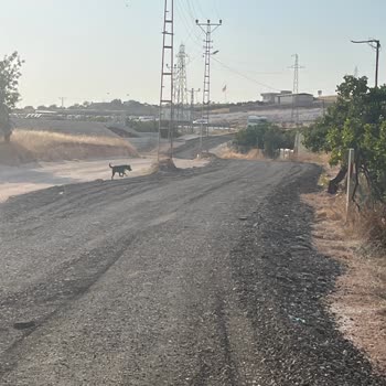 Yeni Açılan Yolda Elektrik Direkleri Kaza Riski Oluşturuyor