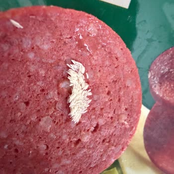 Kim Market’te Satılan Sucukta Canlı Sinek Ve Yumurta Keşfedildi