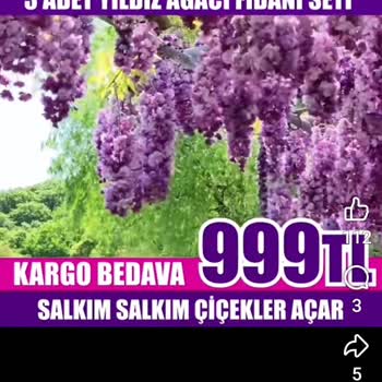 Flora Dünyam'dan Yıldız Ağacı Fidanı Yanıltıcı Reklam Ve Çiçeksiz Ürün Şikayeti
