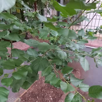 Flora Dünyam'dan Yıldız Ağacı Fidanı Yanıltıcı Reklam Ve Çiçeksiz Ürün Şikayeti