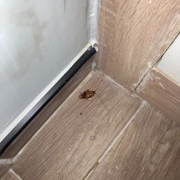 Hamam Böcekleri Nedeniyle Tatilde Erken Çıkış Ve Cevapsız Şikayet