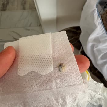 Molfix Bebekte Böcek Ölüsü Tespit Edildi, Hijyen Güvensizliği