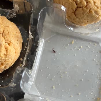 Şile Halk Ekmek Kurabiyesinde Böcek Bulunması Hijyen İhlali