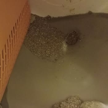 Kochler Otomatik Kedi Tuvaletinde Koku Ve Sızıntı, Servisin İade Yaklaşımı Çözüm Getirmedi
