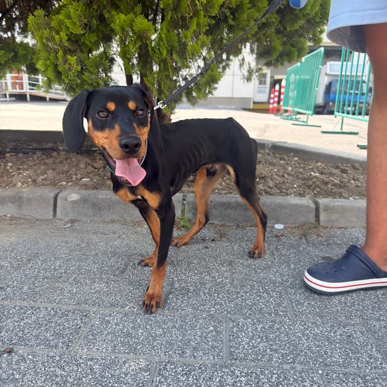 Keyfi Güvenlik Tutumuyla Köpeğimin AVM’ye Girişi Engellendi