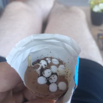 Ozmo Çikolatasında Canlı Kurt