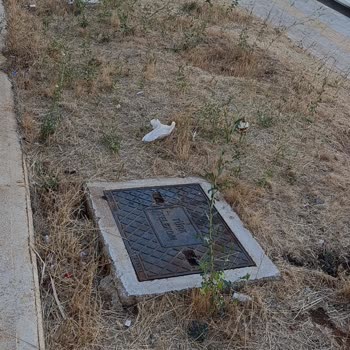 E1-1 Blok Önündeki Kurumuş Peyzaj Alanının Acil Sulanması Ve Bakımı
